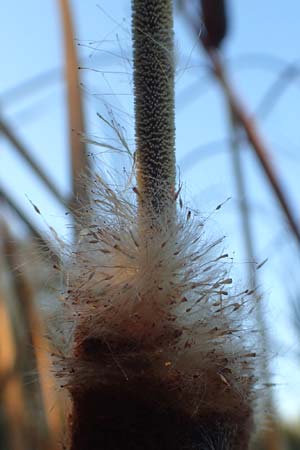 Typha angustifolia \ Schmalbl�ttriger Rohrkolben / Lesser Bulrush, D Maulbronn 1.10.2015