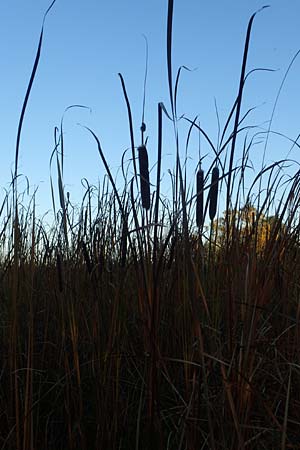 Typha angustifolia \ Schmalbl�ttriger Rohrkolben / Lesser Bulrush, D Maulbronn 1.10.2015