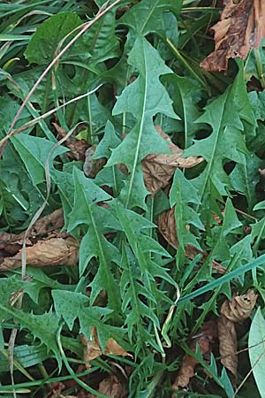 Taraxacum spec4 ? \ L�wenzahn / Dandelion, D Mannheim 6.11.2015