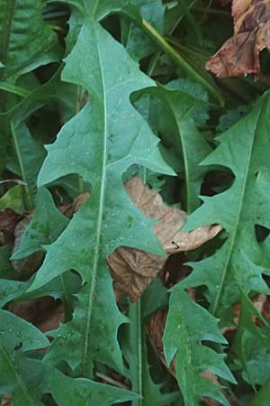 Taraxacum spec4 ? \ L�wenzahn / Dandelion, D Mannheim 6.11.2015