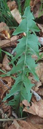 Taraxacum spec4 ? \ L�wenzahn / Dandelion, D Mannheim 6.11.2015