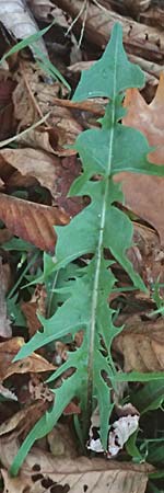 Taraxacum spec4 ? \ L�wenzahn / Dandelion, D Mannheim 6.11.2015