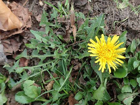 Taraxacum floccosum ? \ Lilah&uuml;lliger L�wenzahn / Floccose Dandelion, D Mannheim 18.11.2015