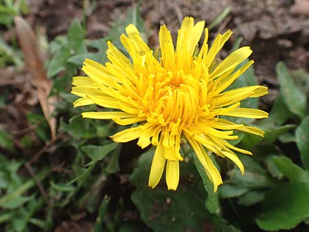 Taraxacum floccosum ? \ Lilah&uuml;lliger L�wenzahn / Floccose Dandelion, D Mannheim 18.11.2015