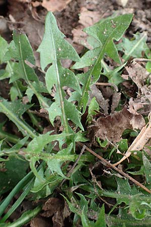 Taraxacum floccosum ? \ Lilah&uuml;lliger L�wenzahn / Floccose Dandelion, D Mannheim 18.11.2015
