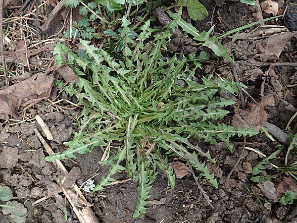Taraxacum scanicum \ Schonen-L�wenzahn / Scania Dandelion, D Pforzheim 19.3.2016
