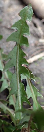 Taraxacum scanicum \ Schonen-L�wenzahn / Scania Dandelion, D Pforzheim 19.3.2016