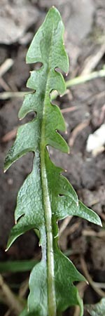 Taraxacum scanicum \ Schonen-L�wenzahn / Scania Dandelion, D Pforzheim 19.3.2016