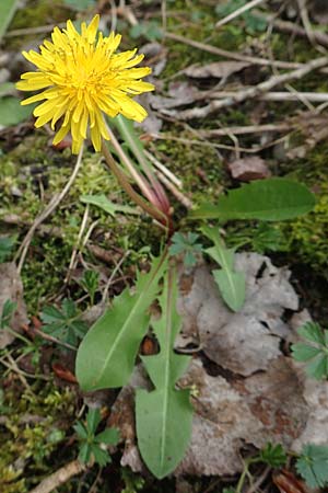 Taraxacum alatum ? \ Gefl&uuml;gelter L�wenzahn / Green Dandelion, D Mannheim 18.4.2016
