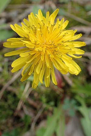 Taraxacum alatum ? \ Gefl&uuml;gelter L�wenzahn / Green Dandelion, D Mannheim 18.4.2016