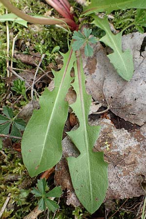 Taraxacum alatum ? \ Gefl&uuml;gelter L�wenzahn / Green Dandelion, D Mannheim 18.4.2016