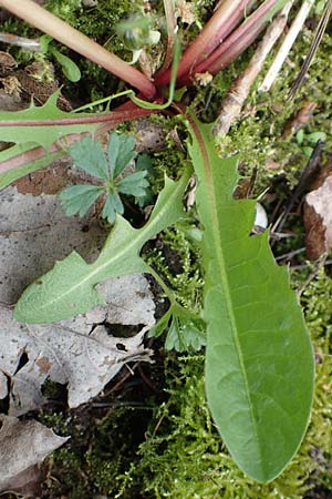 Taraxacum alatum ? \ Gefl&uuml;gelter L�wenzahn / Green Dandelion, D Mannheim 18.4.2016