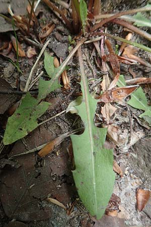Taraxacum spec6 ? \ L�wenzahn / Dandelion, D Viernheim 9.5.2016