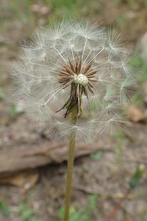 Taraxacum tortilobum \ Gedrehtlappiger L�wenzahn / Twisted-Lobed Dandelion, D Viernheim 9.5.2016