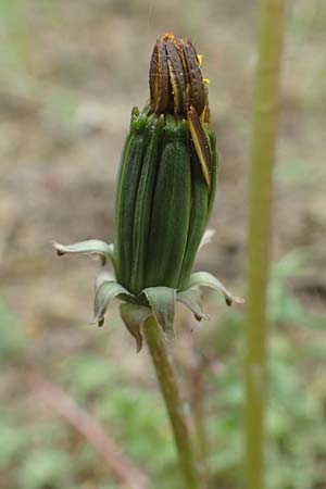 Taraxacum tortilobum \ Gedrehtlappiger L�wenzahn / Twisted-Lobed Dandelion, D Viernheim 9.5.2016