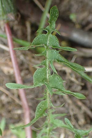 Taraxacum tortilobum \ Gedrehtlappiger L�wenzahn / Twisted-Lobed Dandelion, D Viernheim 9.5.2016