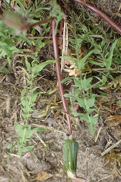 Taraxacum tortilobum \ Gedrehtlappiger L�wenzahn / Twisted-Lobed Dandelion, D Viernheim 9.5.2016