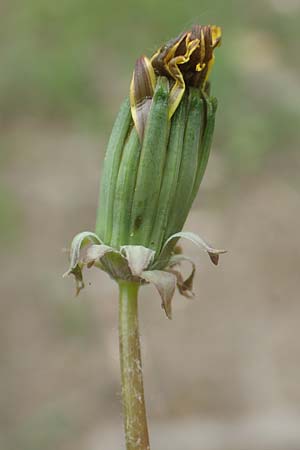Taraxacum tortilobum \ Gedrehtlappiger L�wenzahn / Twisted-Lobed Dandelion, D Viernheim 9.5.2016