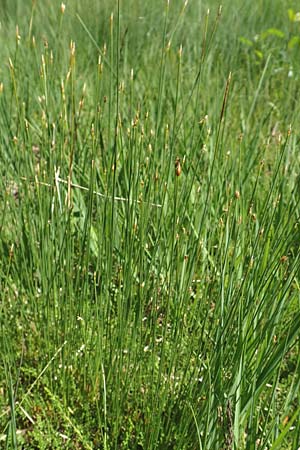 Trichophorum cespitosum subsp. cespitosum \ Gew�hnliche Rasenbinse / Deer Grass, D Pfronten 28.6.2016