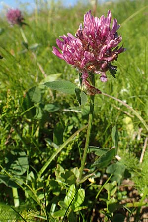 Trifolium alpestre \ H�gel-Klee / Alpine Clover, D Schwarzwald/Black-Forest, Feldberg 10.7.2016