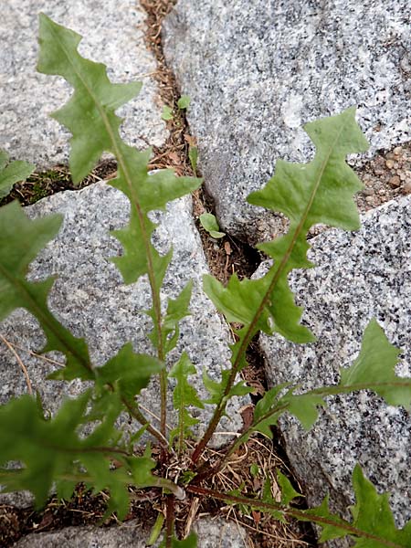 Taraxacum specC ? \ L�wenzahn / Dandelion, D Mannheim 19.9.2016