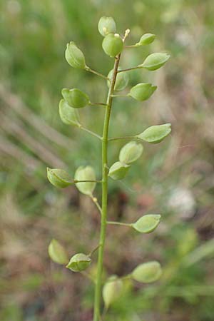 Thlaspi alliaceum \ Lauch-Hellerkraut / Roadside Penny-Cress, Garlic Mustard, D Ladenburg 4.5.2017