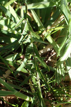 Taraxacum lacistophyllum \ Geschlitztbl�ttriger L�wenzahn / Cut-Leaved Dandelion, D Hanhofen 14.4.2018