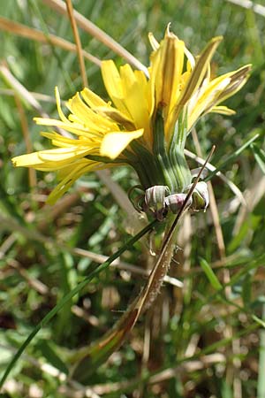 Taraxacum lacistophyllum \ Geschlitztbl�ttriger L�wenzahn / Cut-Leaved Dandelion, D Hanhofen 14.4.2018