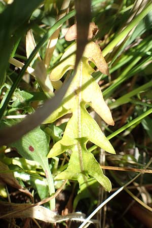 Taraxacum lacistophyllum \ Geschlitztbl�ttriger L�wenzahn / Cut-Leaved Dandelion, D Hanhofen 14.4.2018