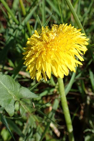 Taraxacum specH ? \ L�wenzahn / Dandelion, D Hanhofen 14.4.2018