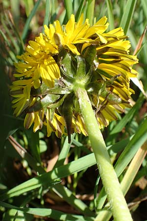 Taraxacum specH ? \ L�wenzahn / Dandelion, D Hanhofen 14.4.2018