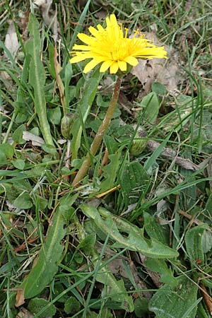 Taraxacum hollandicum \ Holl&auml;ndischer Sumpf-L�wenzahn / Dutch Marsh Dandelion, D Konstanz 24.4.2018
