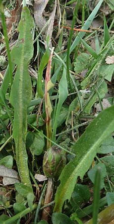 Taraxacum udum agg. \ Flutrasen-L�wenzahn / Marsh Dandelion, D Konstanz 24.4.2018