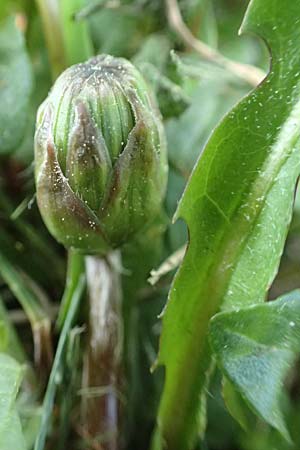 Taraxacum udum agg. \ Flutrasen-L�wenzahn / Marsh Dandelion, D Konstanz 24.4.2018