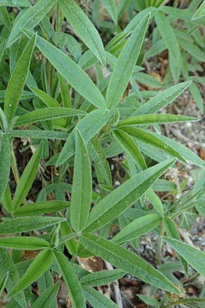Trifolium alpestre \ H�gel-Klee / Alpine Clover, D Oberlaudenbach 28.4.2018