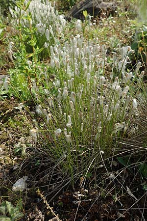 Trichophorum alpinum \ Alpen-Haarsimse / Cotton Deer Grass, D Botan. Gar.  Universit.  T&uuml;bingen 6.6.2018