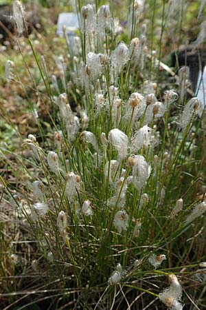 Trichophorum alpinum \ Alpen-Haarsimse / Cotton Deer Grass, D Botan. Gar.  Universit.  T&uuml;bingen 6.6.2018