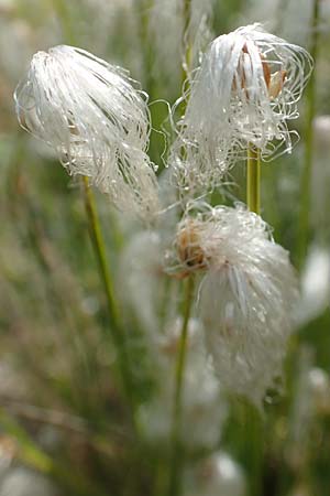 Trichophorum alpinum \ Alpen-Haarsimse / Cotton Deer Grass, D Botan. Gar.  Universit.  T&uuml;bingen 6.6.2018