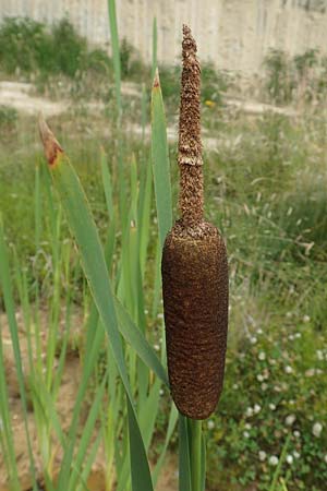 Typha latifolia \ Breitbl�ttriger Rohrkolben / Greater Bulrush, Cattail, Reedmace, D Bad D&uuml;rkheim 21.6.2018