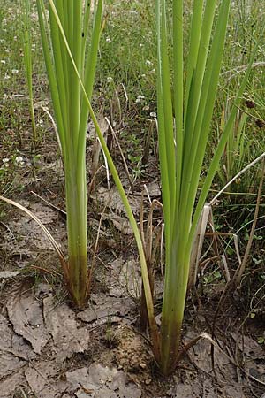 Typha latifolia \ Breitbl�ttriger Rohrkolben / Greater Bulrush, Cattail, Reedmace, D Bad D&uuml;rkheim 21.6.2018