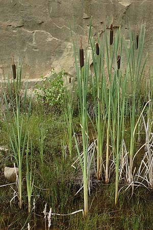 Typha latifolia \ Breitbl�ttriger Rohrkolben / Greater Bulrush, Cattail, Reedmace, D Bad D&uuml;rkheim 21.6.2018
