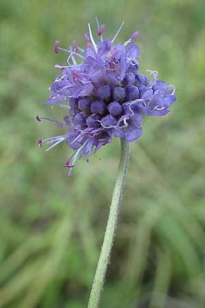 Succisa pratensis \ Teufelsabbiss / Devil's-bit Scabious, D Grettstadt 5.9.2018