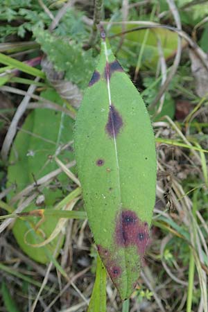 Succisa pratensis \ Teufelsabbiss / Devil's-bit Scabious, D Grettstadt 5.9.2018
