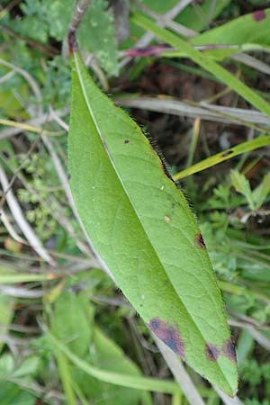 Succisa pratensis \ Teufelsabbiss / Devil's-bit Scabious, D Grettstadt 5.9.2018