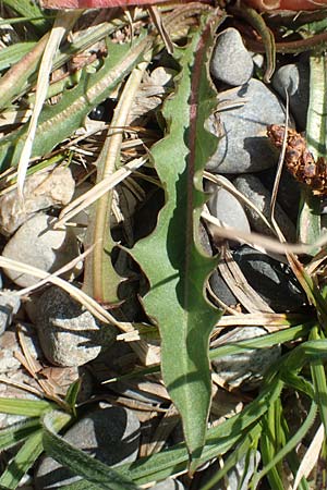 Taraxacum hollandicum \ Holl&auml;ndischer Sumpf-L�wenzahn / Dutch Marsh Dandelion, D Konstanz 1.5.2019