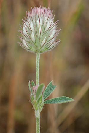 Trifolium arvense \ Hasen-Klee / Hare's-Foot Clover, D Hockenheim 6.6.2019