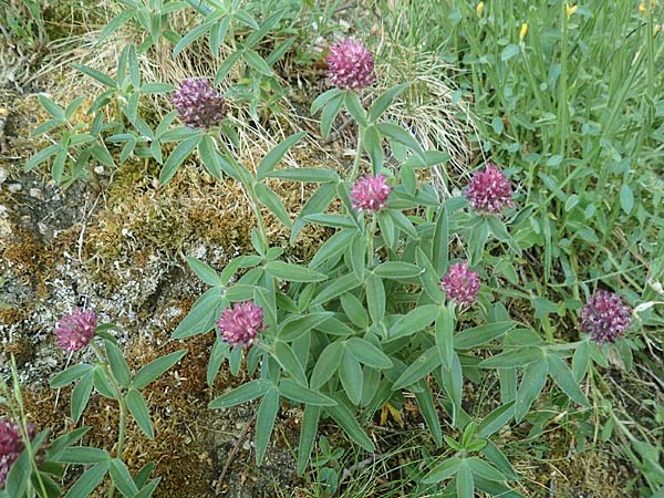 Trifolium alpestre \ H�gel-Klee / Alpine Clover, D Schriesheim 19.5.2020