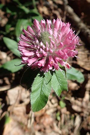 Trifolium alpestre \ H�gel-Klee / Alpine Clover, D Schriesheim 19.5.2020