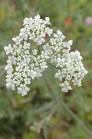 Torilis arvensis \ Acker-Klettenkerbel / Spreading Hedge Parsley, D Neuleiningen 15.6.2020