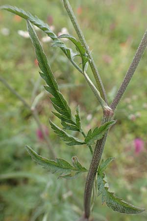 Torilis arvensis \ Acker-Klettenkerbel / Spreading Hedge Parsley, D Neuleiningen 15.6.2020